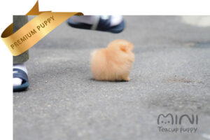 teacup-cream-pom1