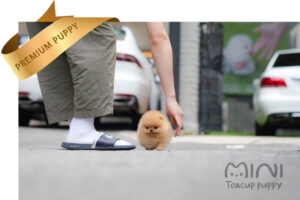 teacup-cream-pom3
