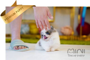 teacup-merle-parti-pom1