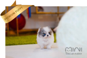 teacup-merle-parti-pom2