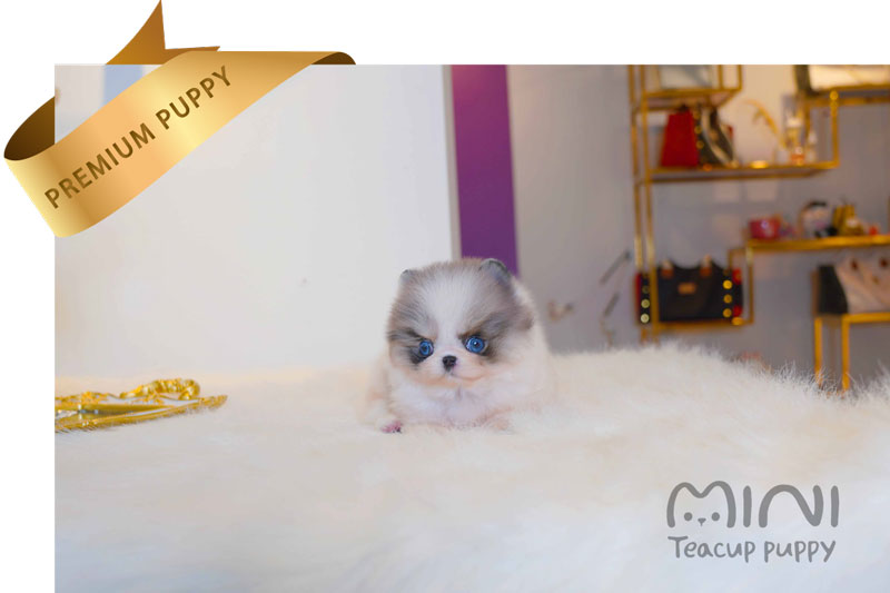 teacup-merle-parti-pom3