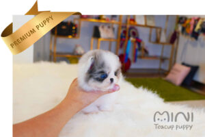 teacup-merle-parti-pom5