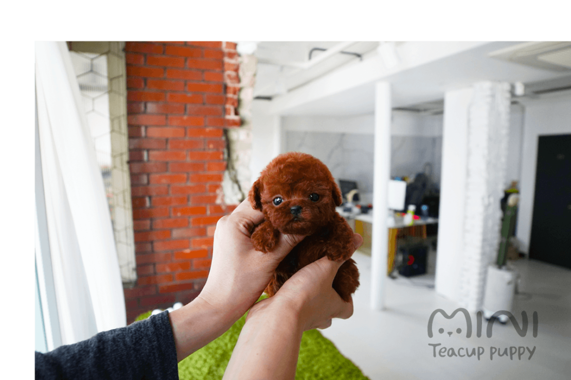 MARY(SOLD) Mini Teacup Puppy