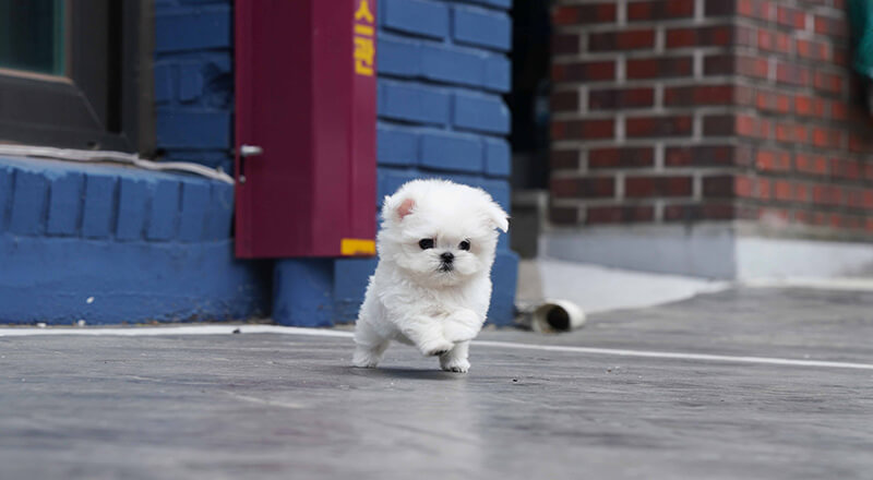 Mini Teacup Puppy