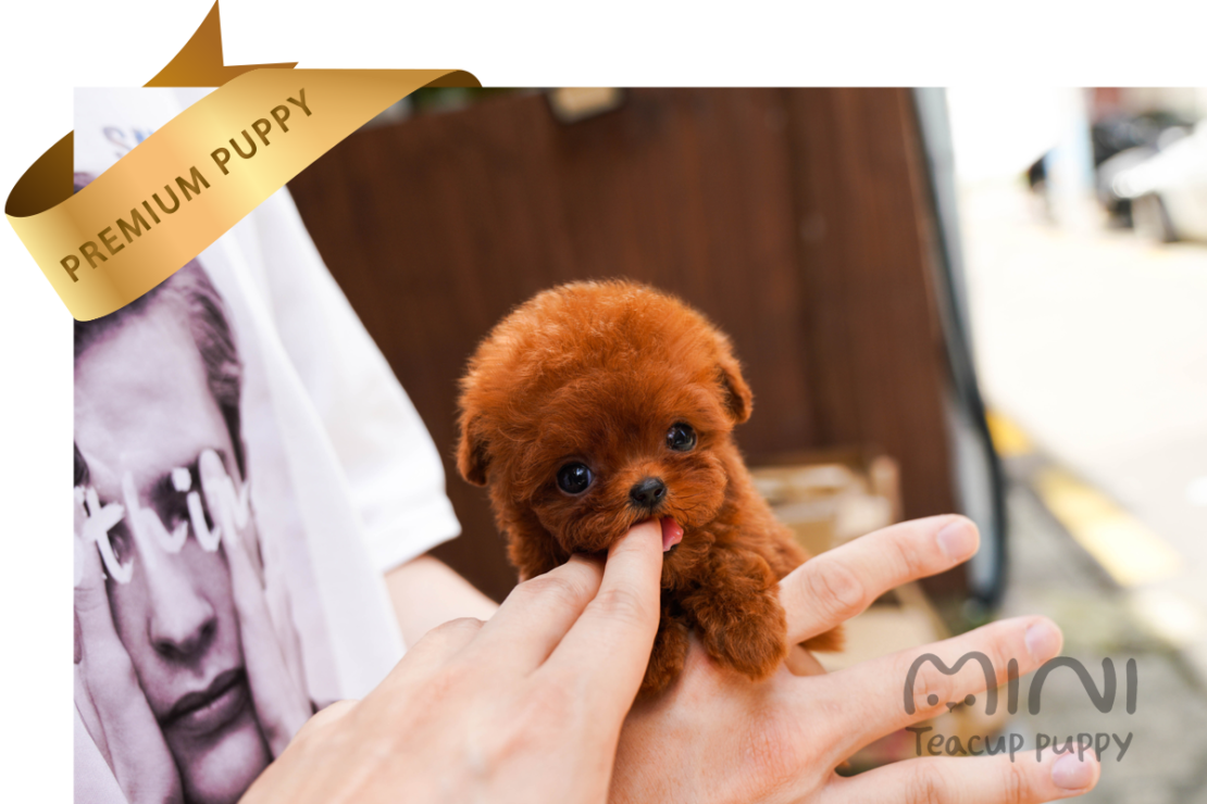 SHASHA(SOLD) Mini Teacup Puppy