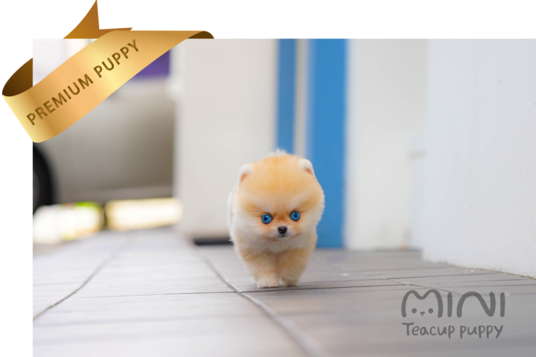 CHOW CHOW(CHICHI) SOLD Mini Teacup Puppy