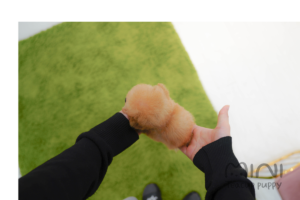 로하 티컵 5