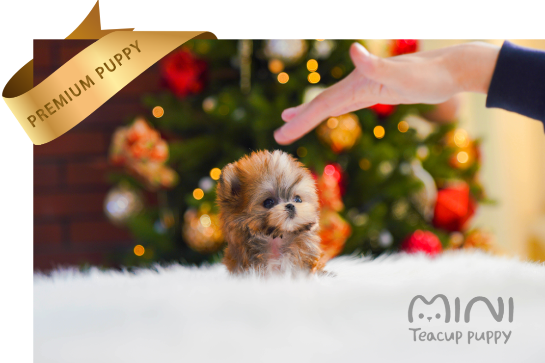 NELLA(SOLD) Mini Teacup Puppy