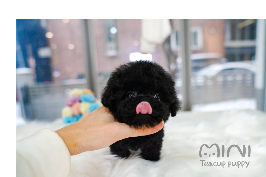 KKAMI(SOLD) Mini Teacup Puppy