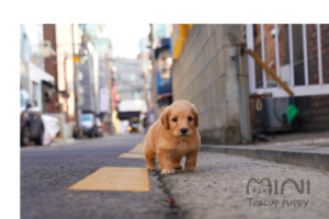 로아 티컵 6