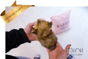 잭 티컵 4