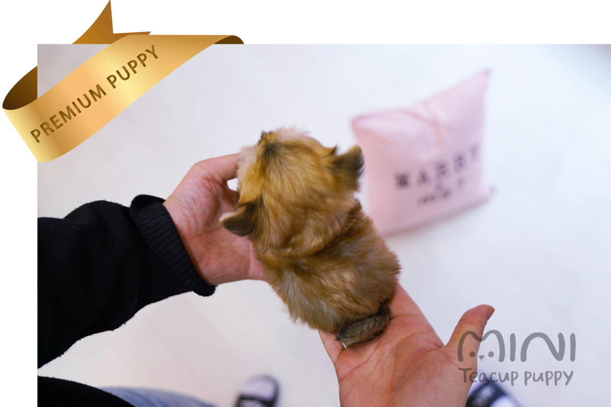 잭 티컵 4