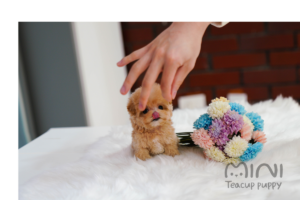 타요 티컵 3