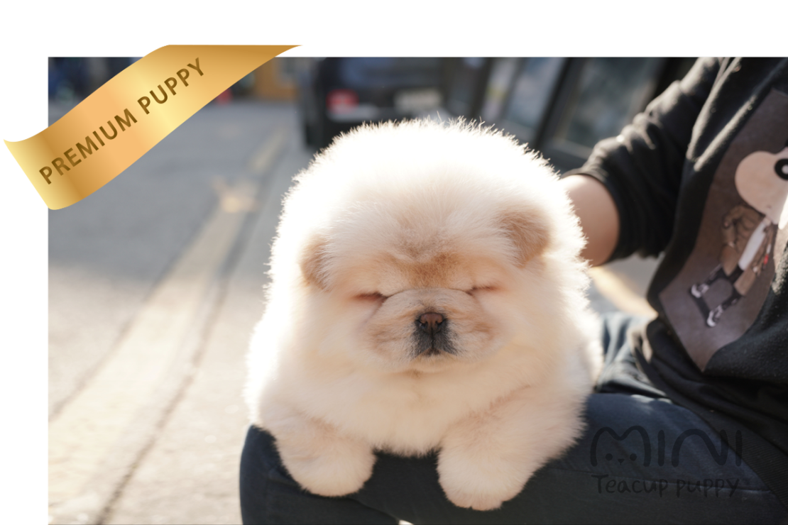 CHOW CHOW(CHICHI) SOLD Mini Teacup Puppy
