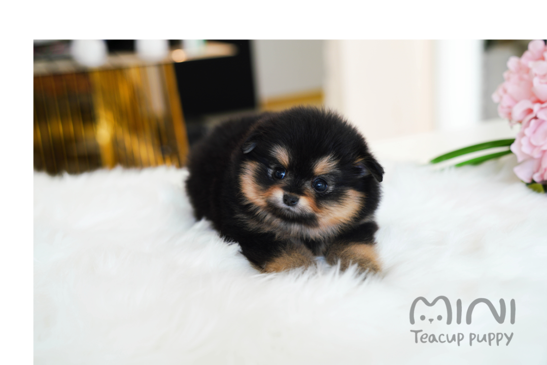 POMERANIAN(BAMSOL)SOLD Mini Teacup Puppy