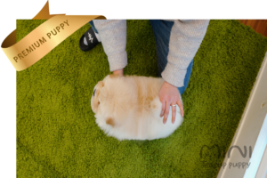 덕구 티컵 5