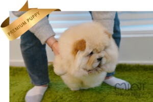 덕구 티컵 6