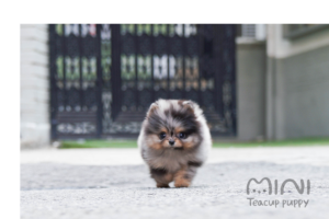 POMERANIAN (REWON) SOLD