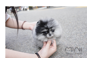 POMERANIAN(OREO) SOLD
