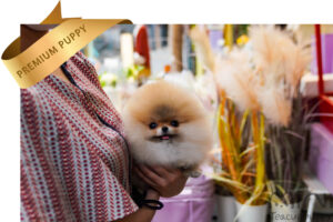 POMERANIAN (NOBA) SOLD