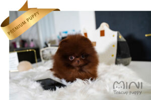 POMERANIAN (LUCAS) SOLD