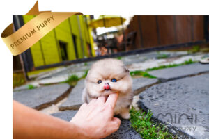 POMERANIAN (AVA) SOLD