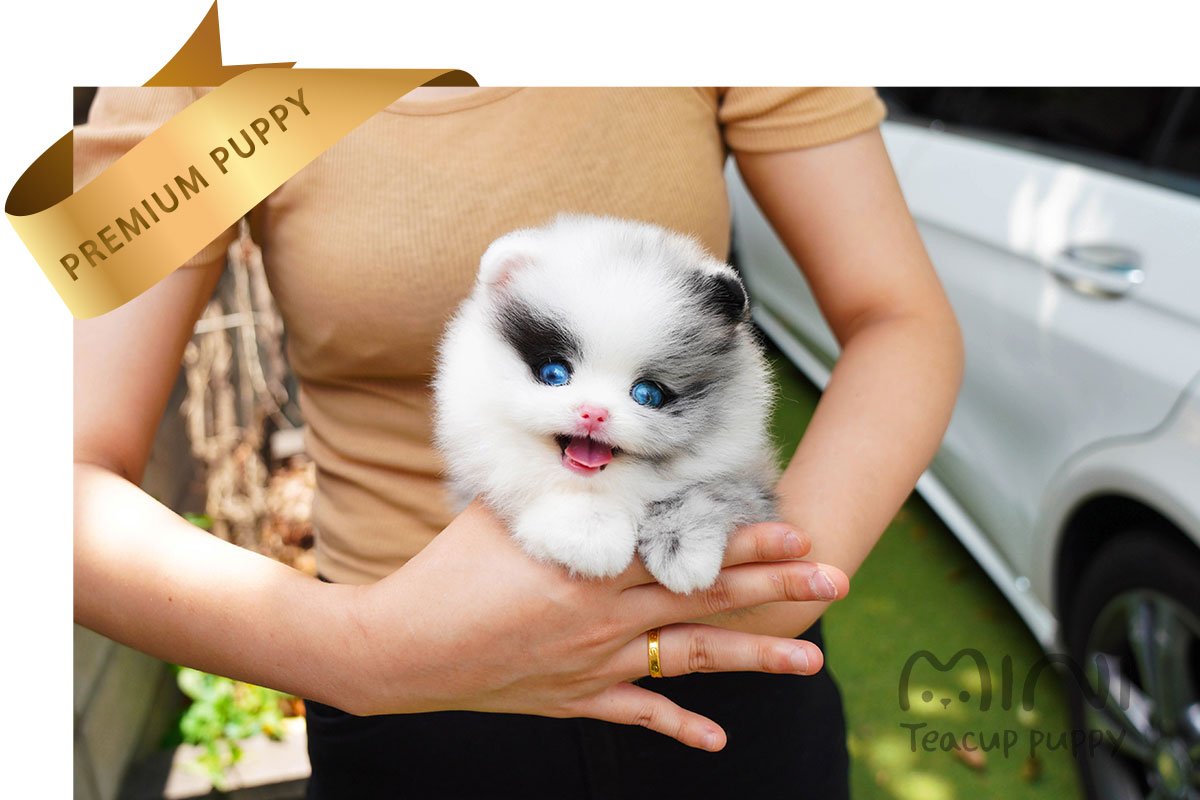 POMERANIAN (TERRY) SOLD