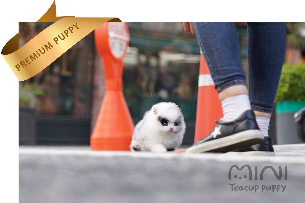 POMERANIAN (TERRY) SOLD - Image 2