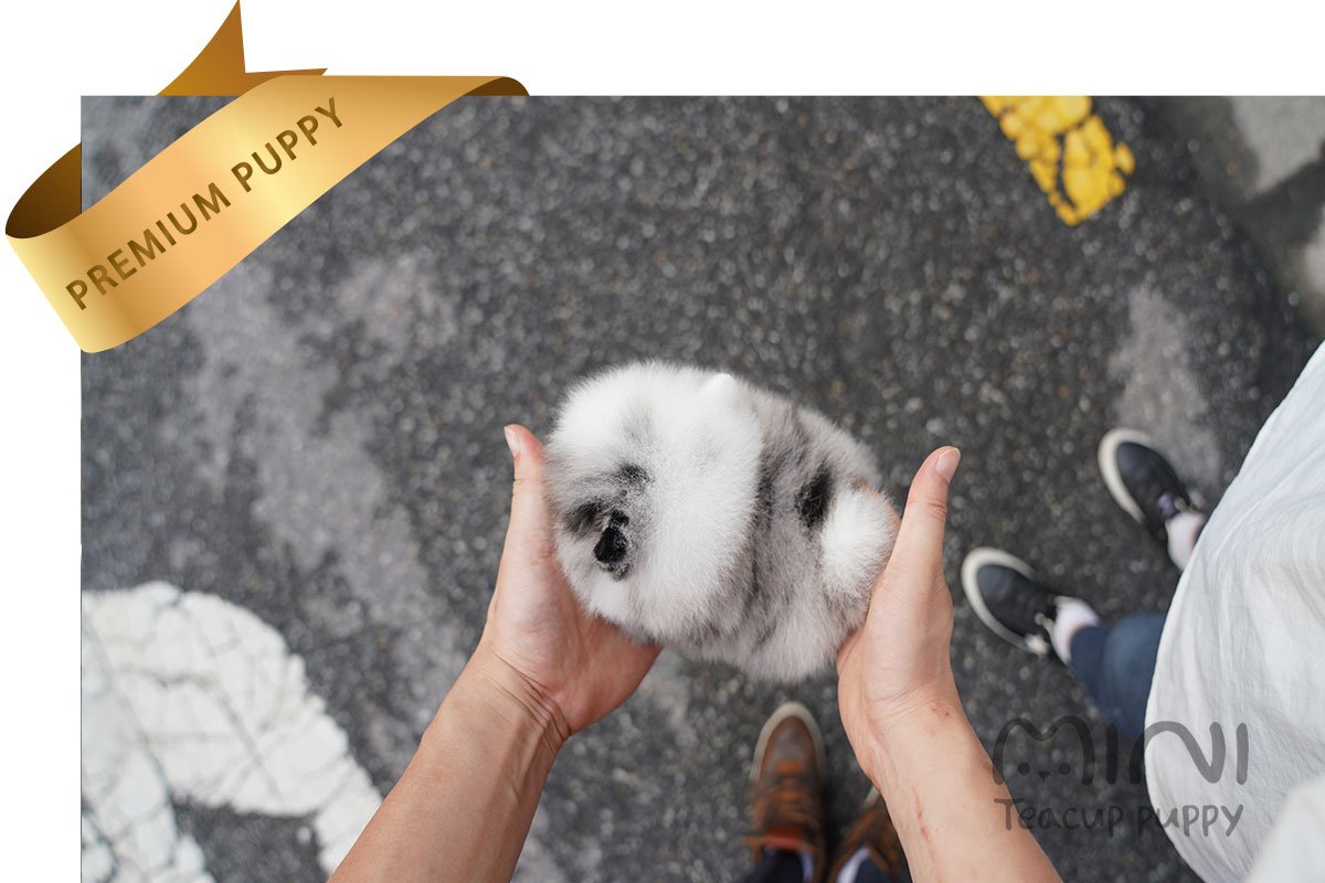 POMERANIAN (TERRY) SOLD - Image 3