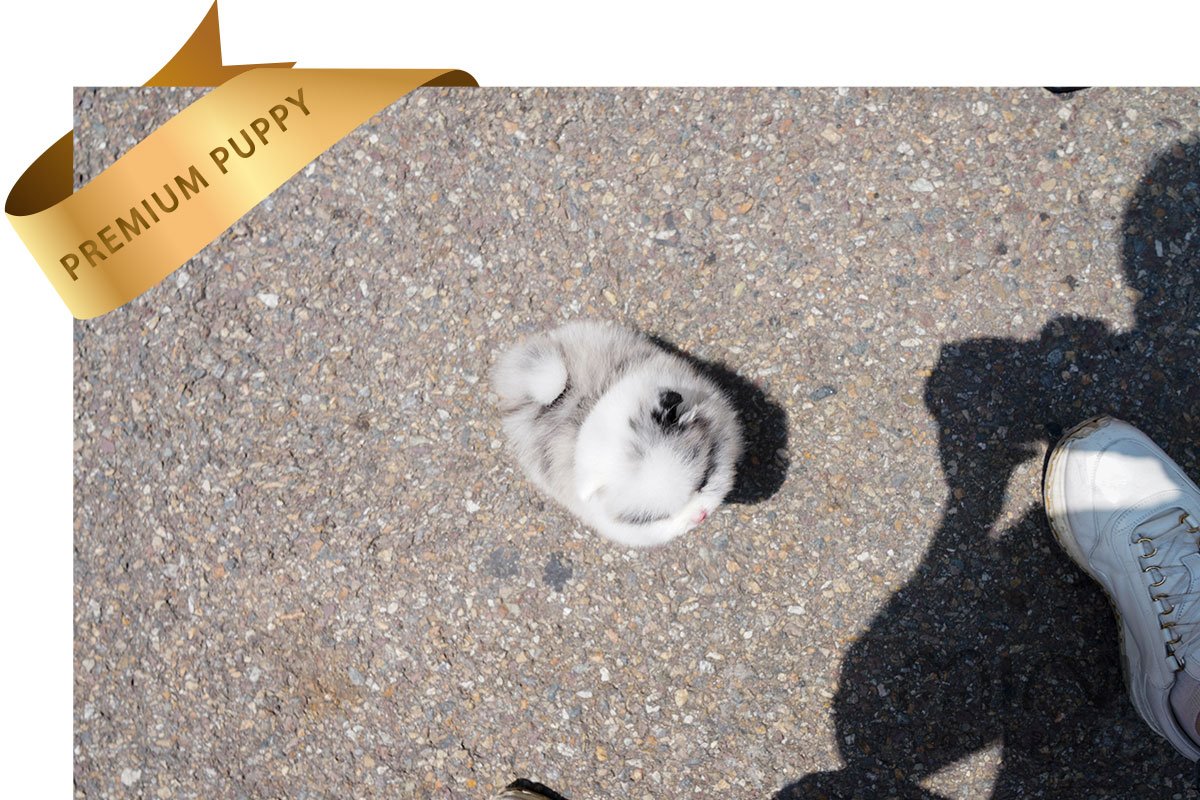 POMERANIAN (TERRY) SOLD - Image 4