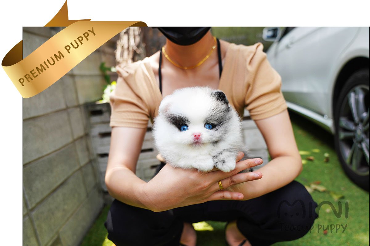 POMERANIAN (TERRY) SOLD - Image 6