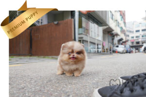 POMERANIAN (MIA) SOLD