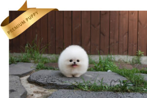 리암2
