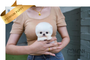 POMERANIAN (LEO) SOLD