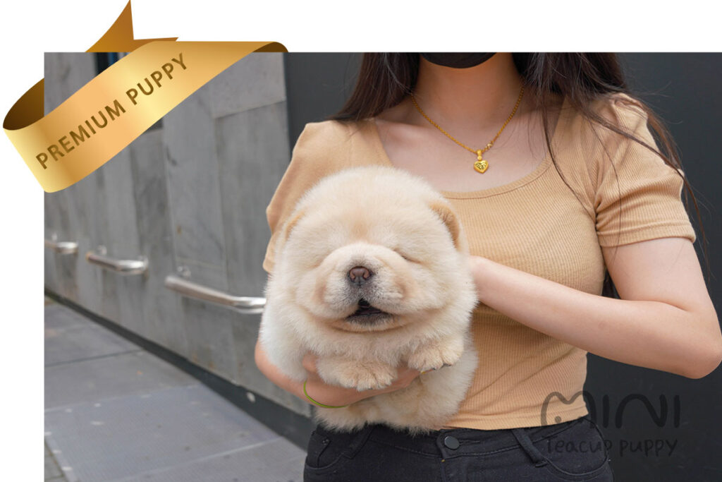 Chowchow Mini Teacup Puppy