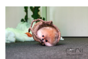 POMERANIAN (COLIN) SOLD