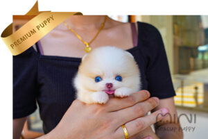 POMERANIAN (CHLOE) SOLD