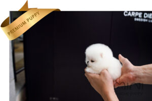 white teacup pom1