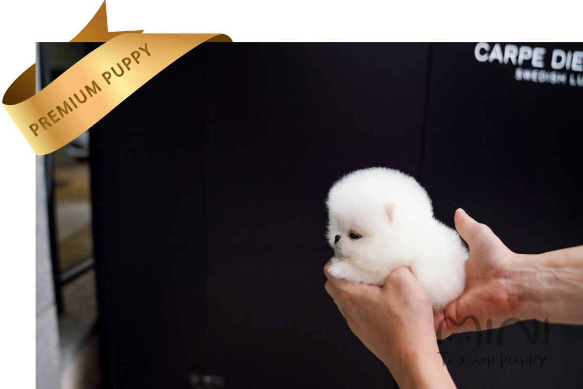 white teacup pom1