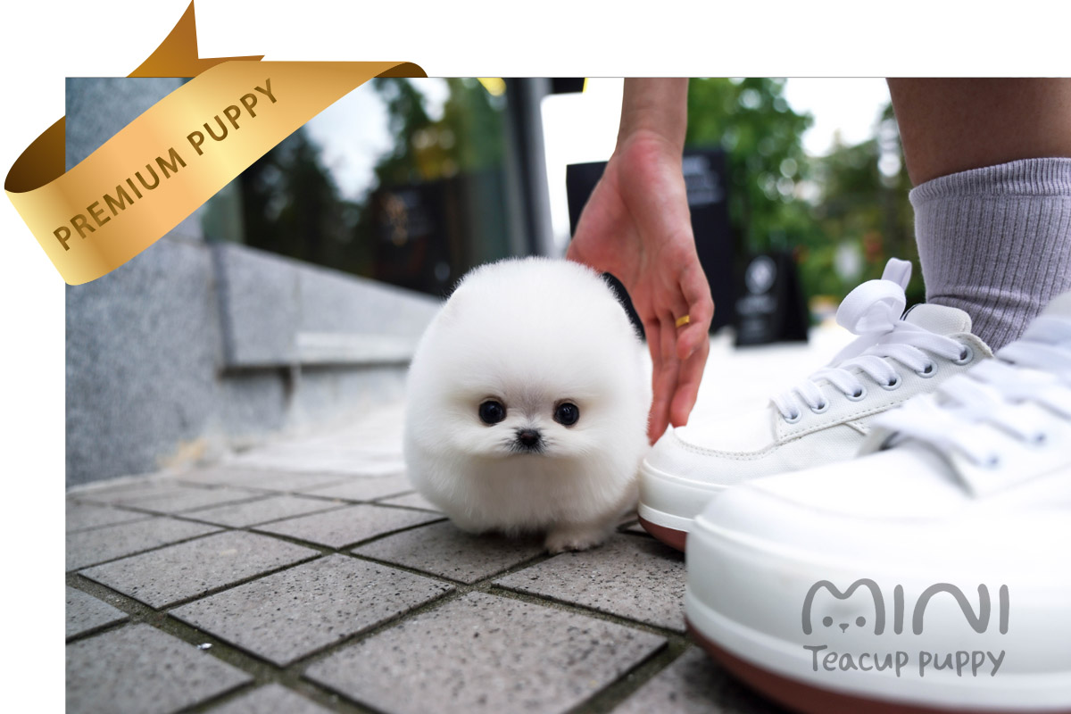 white teacup pom2