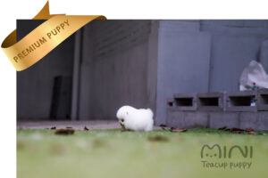 white teacup pom3