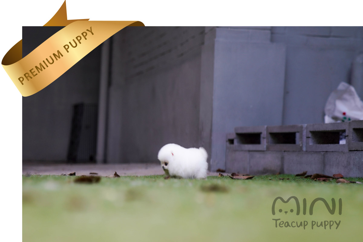 white teacup pom3