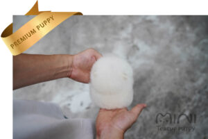 white teacup pom4