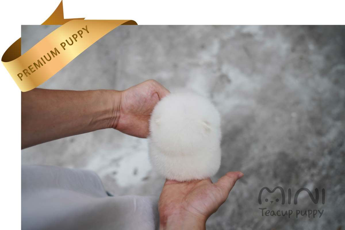 white teacup pom4