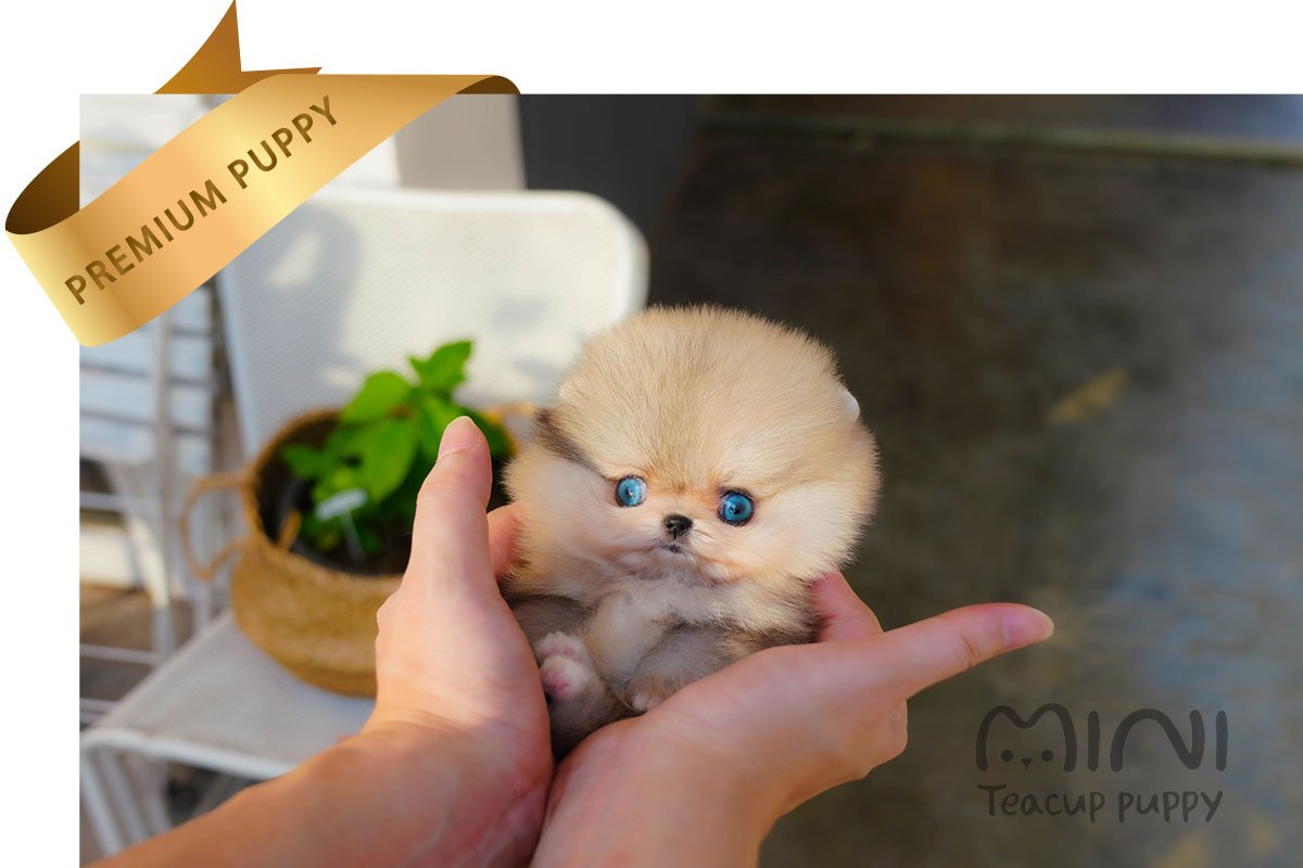 POMERANIAN (LYN)SOLD