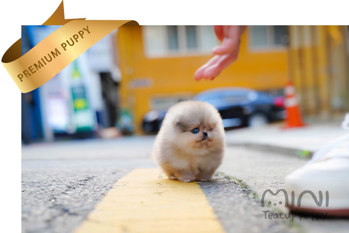 POMERANIAN (LYN)SOLD - Image 3