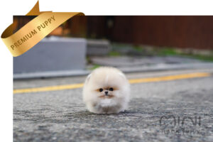 POMERANIAN (JACKSON) SOLD