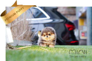 POMERANIAN (BENTLEY) SOLD