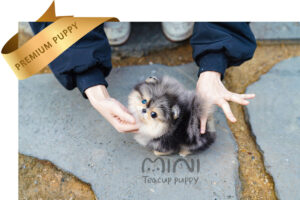 HAON(하온)2
