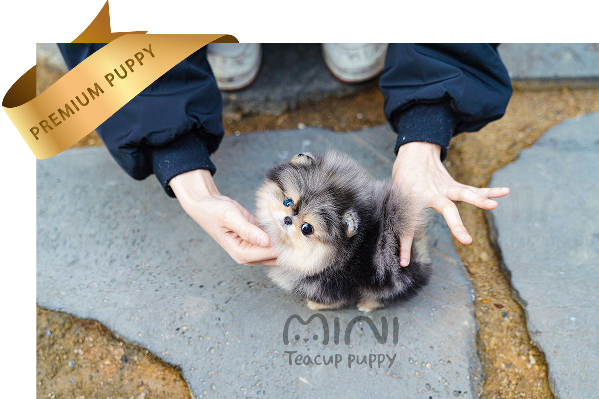 HAON(하온)2